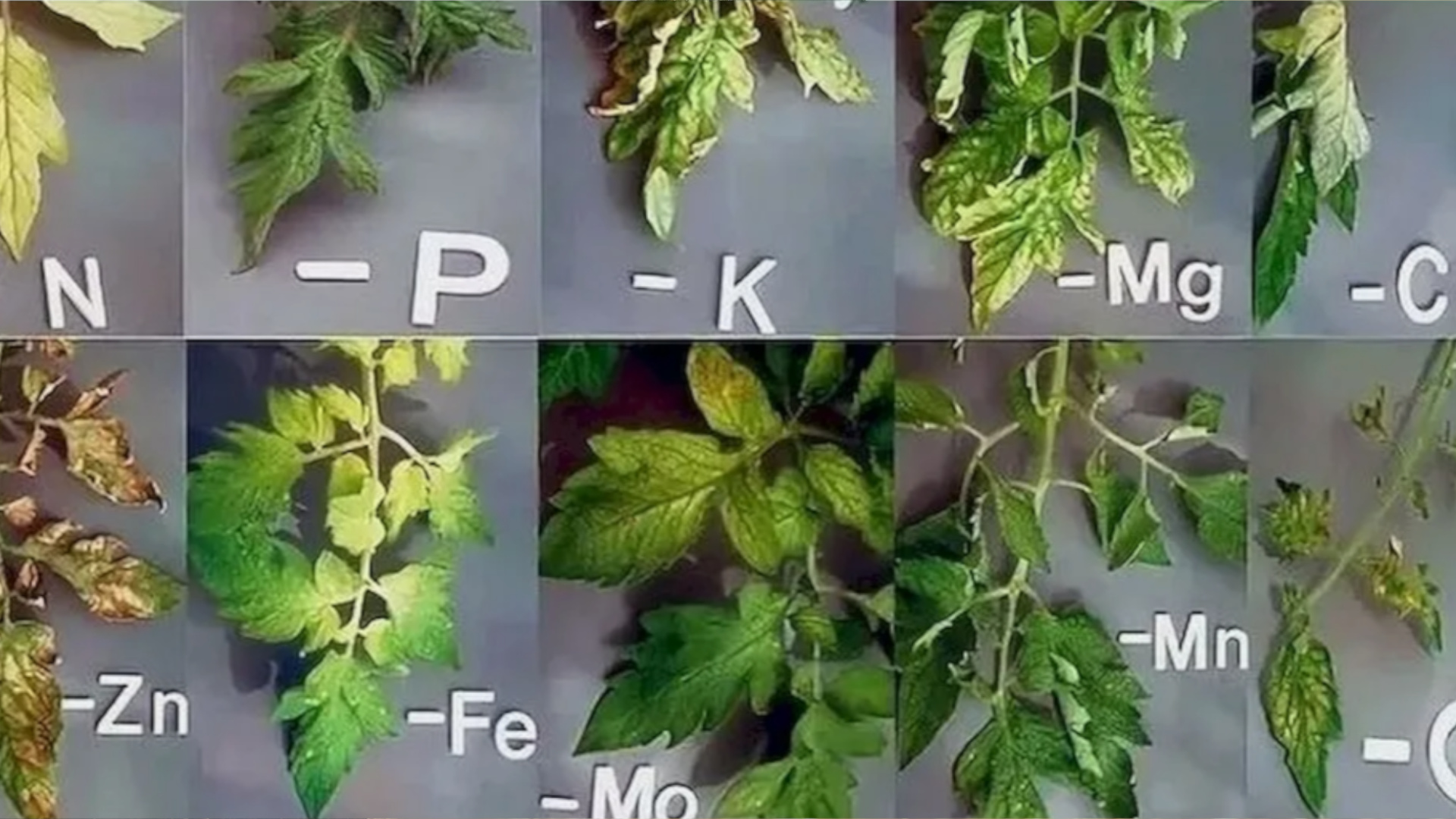 Признаки дефицита питательных элементов у растений Признаки дефицита питательных элементов у растений